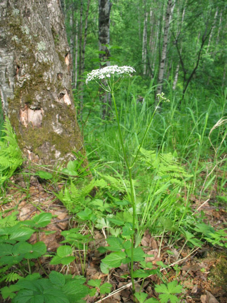 Image of Aegopodium latifolium specimen.