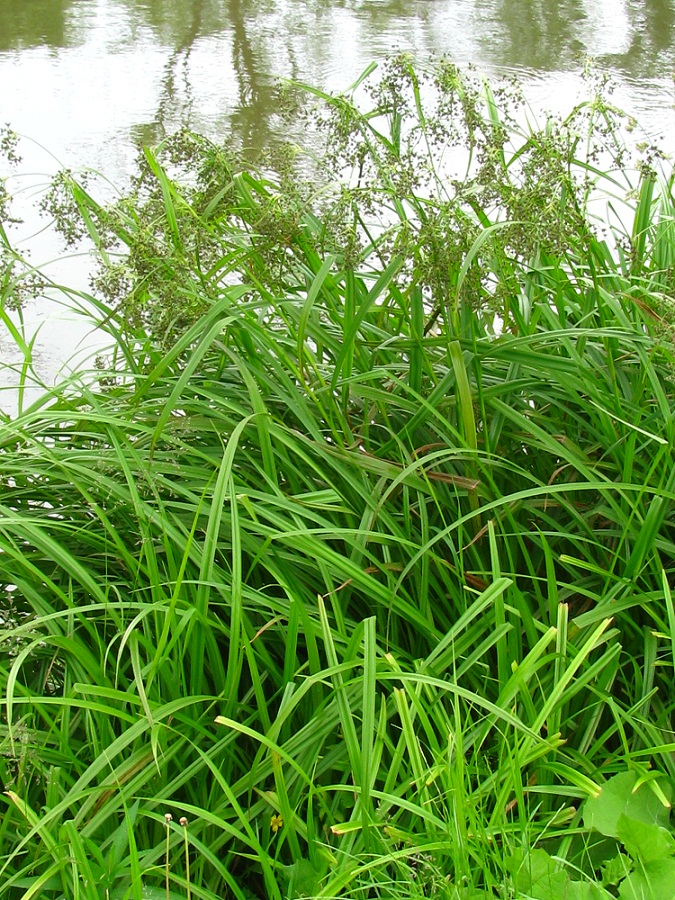 Image of Scirpus sylvaticus specimen.