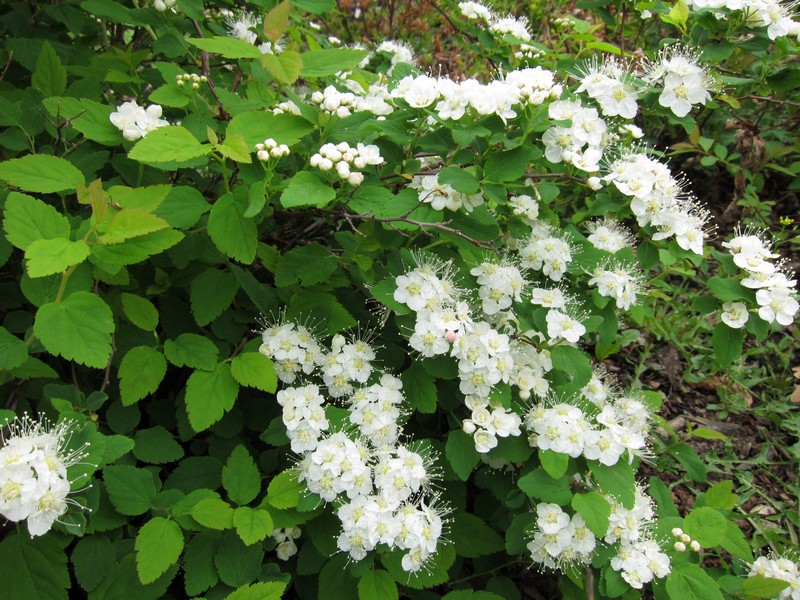 Image of Spiraea ussuriensis specimen.