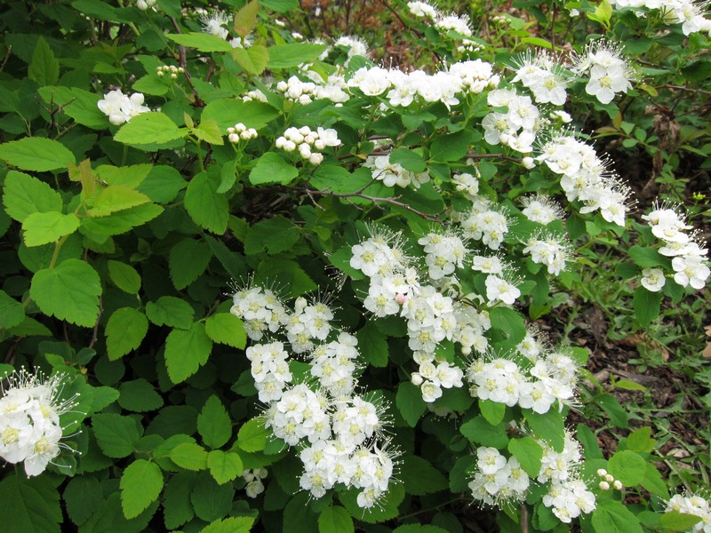 Изображение особи Spiraea ussuriensis.