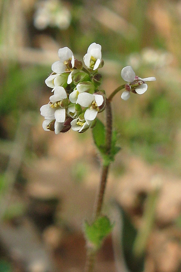 Image of Draba muralis specimen.