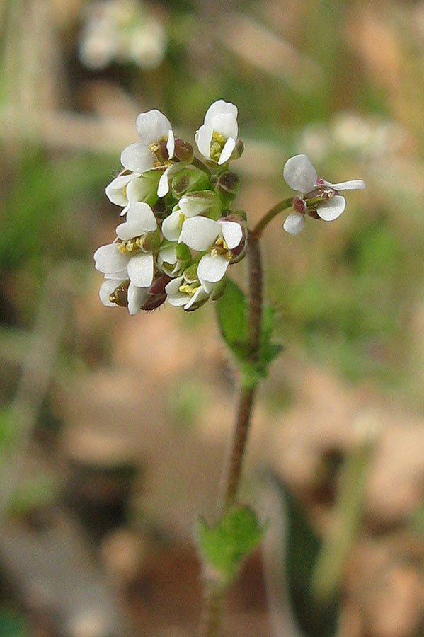 Изображение особи Draba muralis.