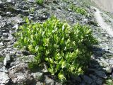 Aconogonon hissaricum. Цветущее растение. Таджикистан, Памиро-Алай, Фанские горы, окр. перевала Алаудин; около 3300 м н.у.м. Июль 2010 г.