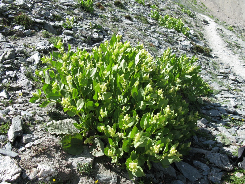 Изображение особи Aconogonon hissaricum.