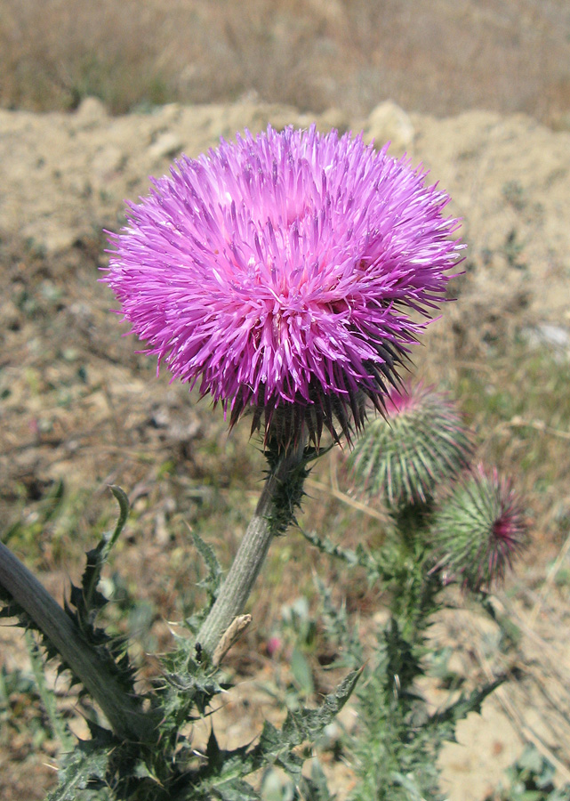 Image of Carduus uncinatus ssp. davisii specimen.