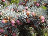 Picea pungens форма glauca. Ветвь с молодыми стробилами. Швеция, Уппсала, 6 мая 2009 г.