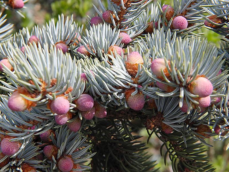 Image of Picea pungens f. glauca specimen.