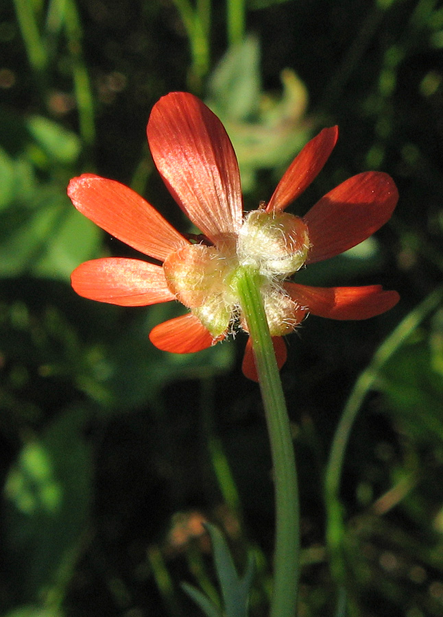 Изображение особи Adonis flammea.