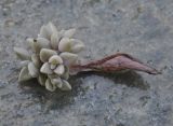 Graptopetalum paraguayense