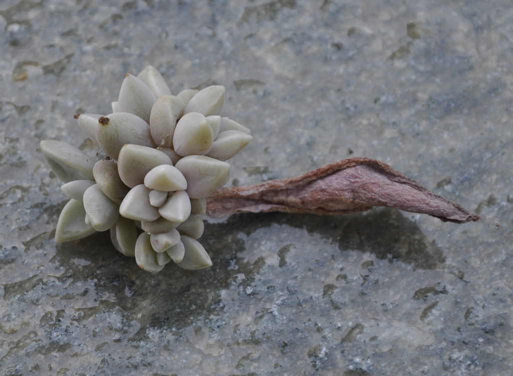 Image of Graptopetalum paraguayense specimen.