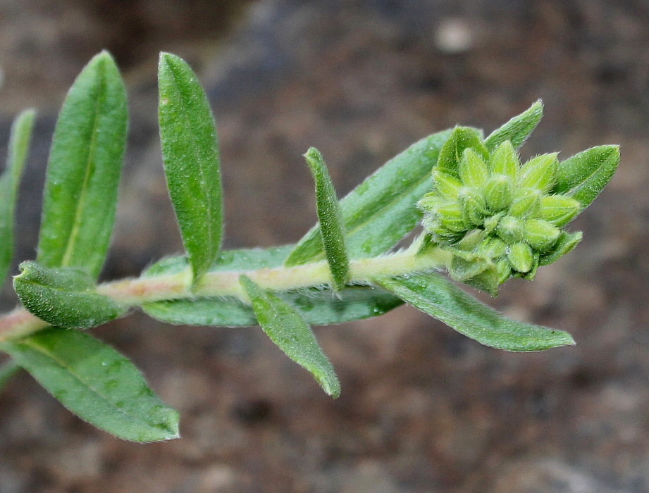 Изображение особи Onosma stellulatum.