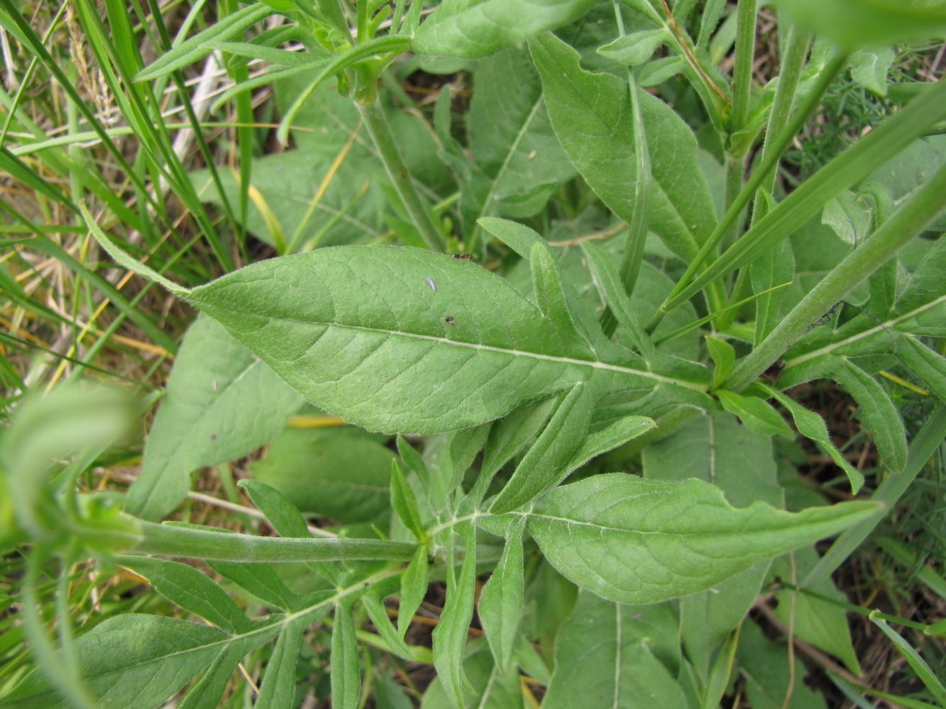 Image of Knautia arvensis specimen.