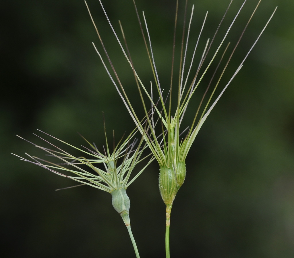 Изображение особи род Aegilops.