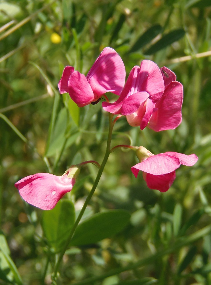 Изображение особи Lathyrus tuberosus.