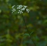 Torilis japonica. Соцветие. Чувашия, г. Шумерля, городской парк. 25 июля 2013 г.