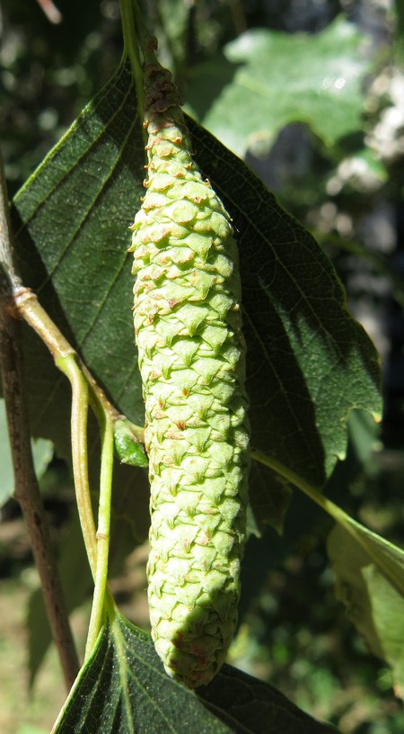 Image of Betula pendula specimen.