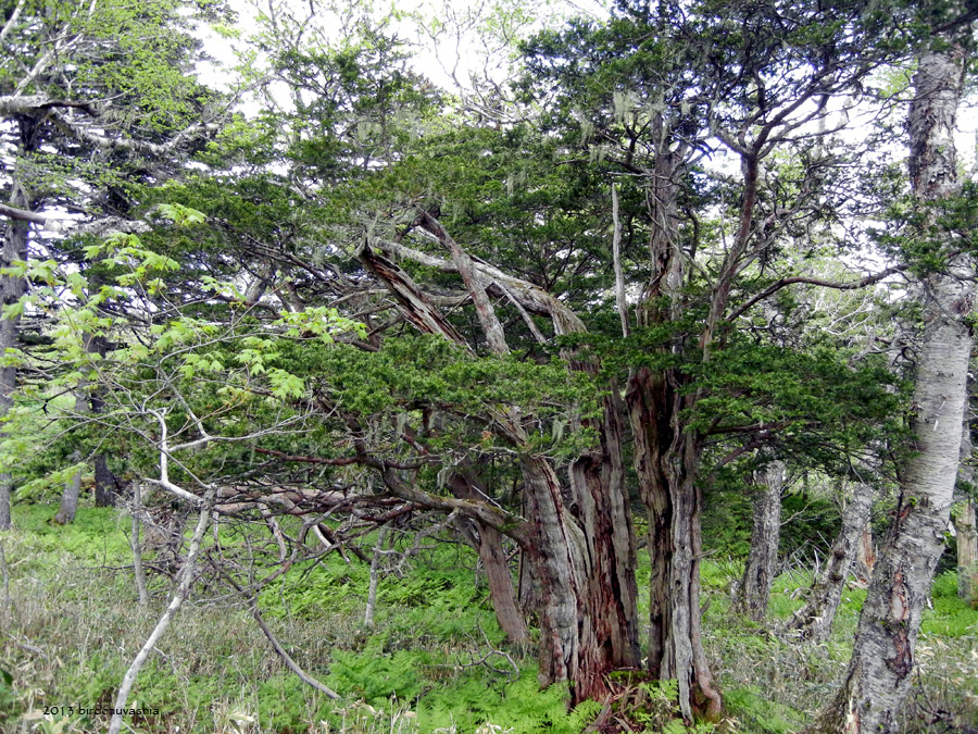 Image of Taxus cuspidata specimen.