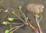 Nymphoides peltata. Часть растения с плодами и листьями. Республика Бурятия, г. Улан-Удэ, оз. Тулунжинское. 24.08.2013.
