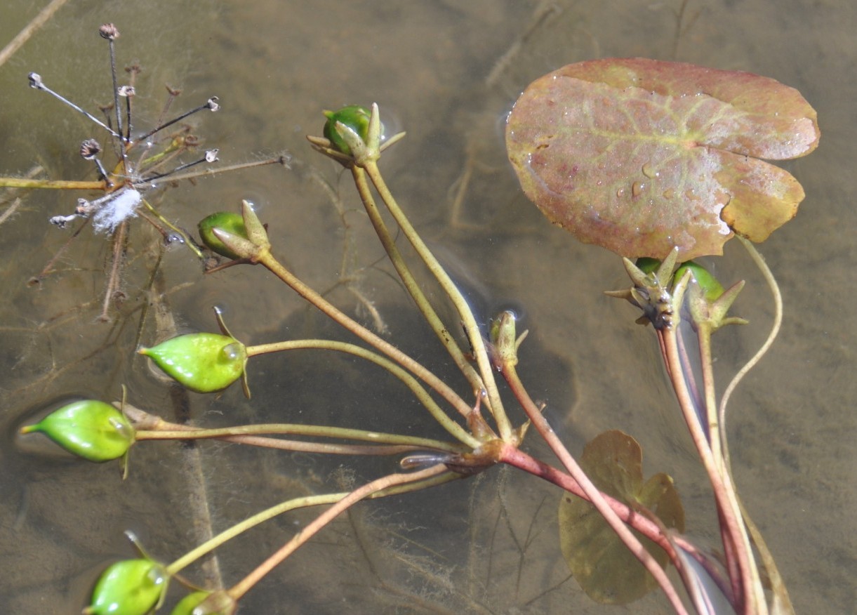 Image of Nymphoides peltata specimen.
