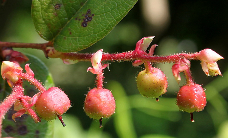 Image of Gaultheria shallon specimen.