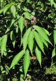 Callicarpa japonica