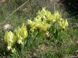 Iris pumila