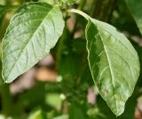 Amaranthus powellii