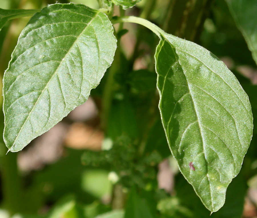 Изображение особи Amaranthus powellii.