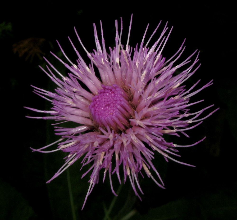 Image of Cirsium helenioides specimen.