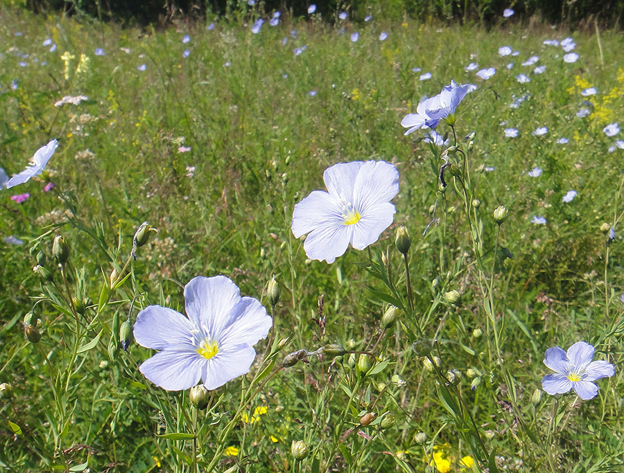 Image of Linum komarovii specimen.