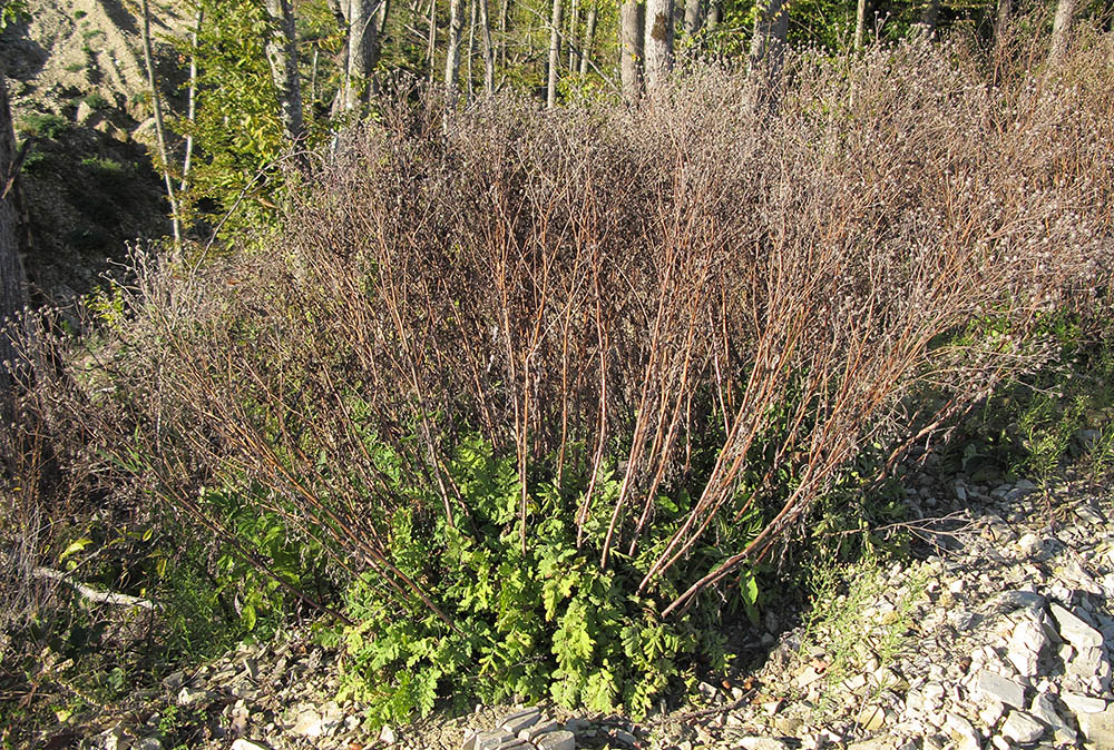 Image of Pyrethrum parthenifolium specimen.