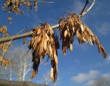 Fraxinus pennsylvanica