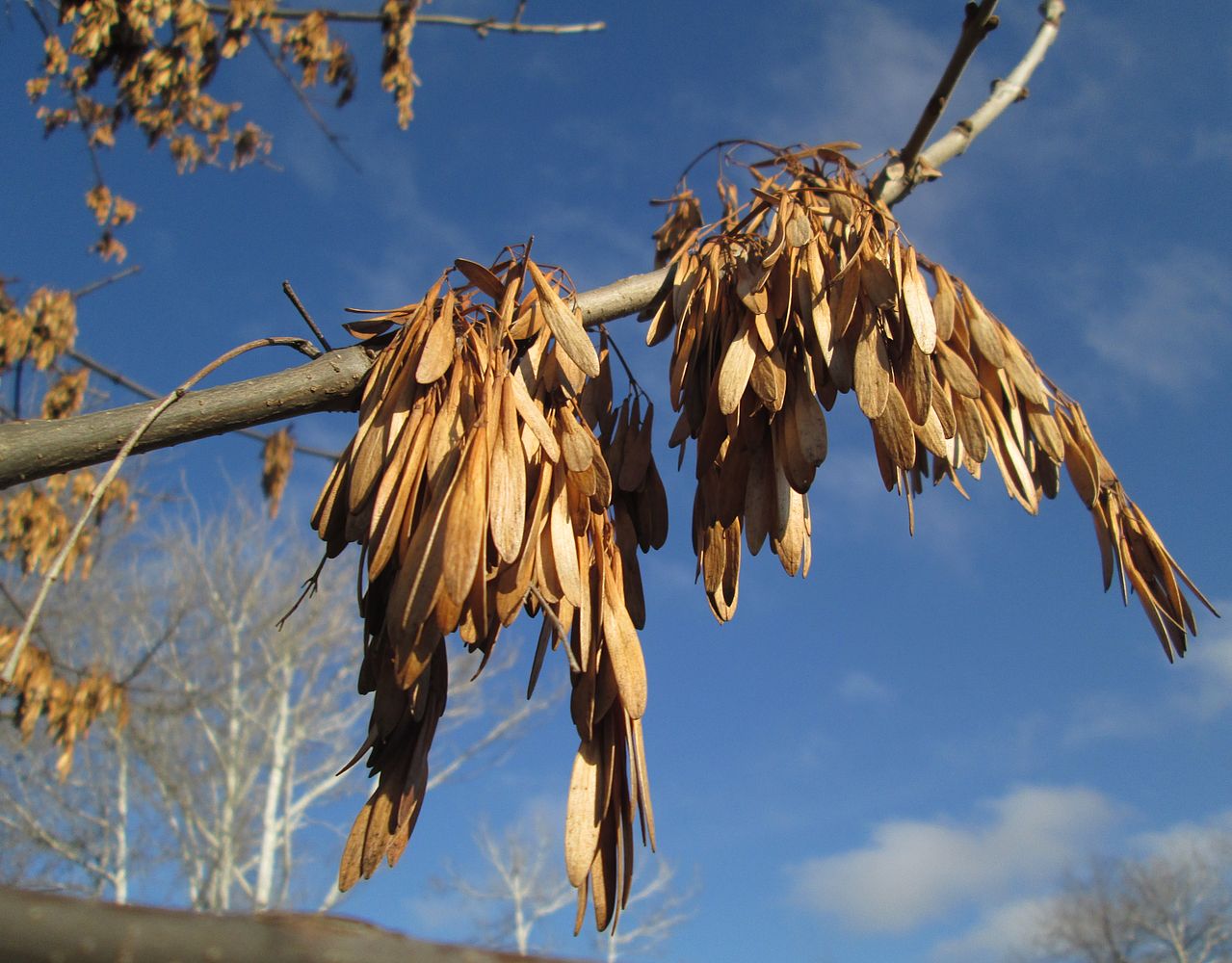 Image of Fraxinus pennsylvanica specimen.