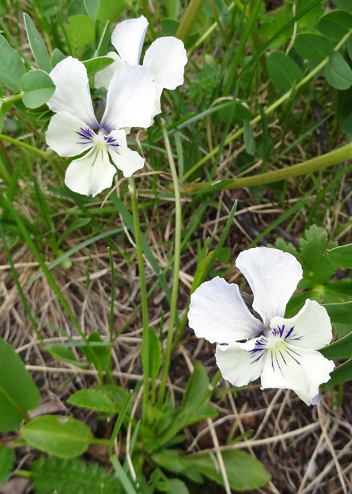 Image of Viola altaica specimen.