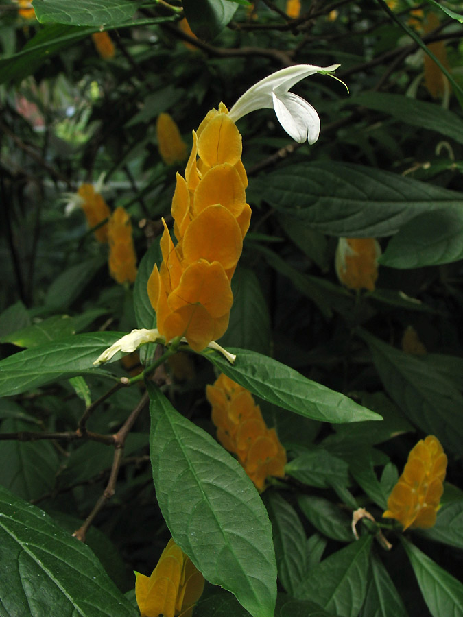 Image of Pachystachys lutea specimen.