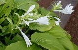 Hosta plantaginea