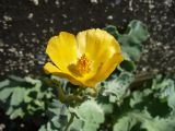 Glaucium flavum