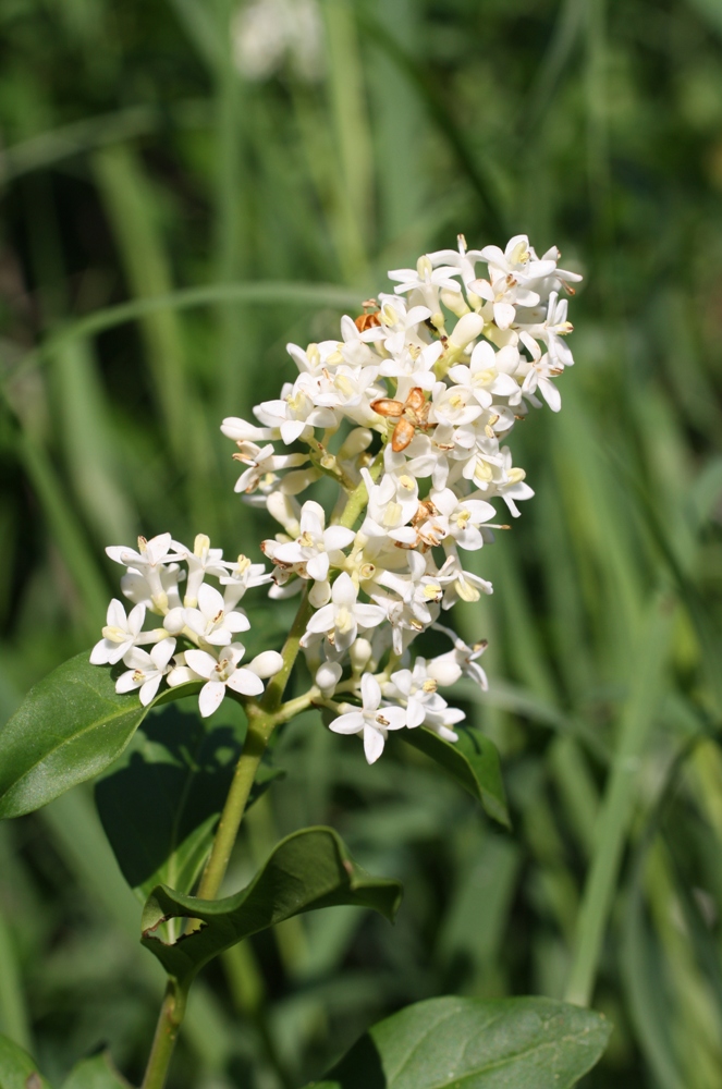 Image of Ligustrum vulgare specimen.