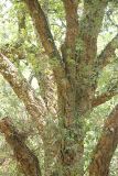 Quercus suber