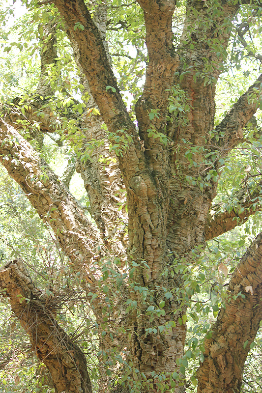 Image of Quercus suber specimen.