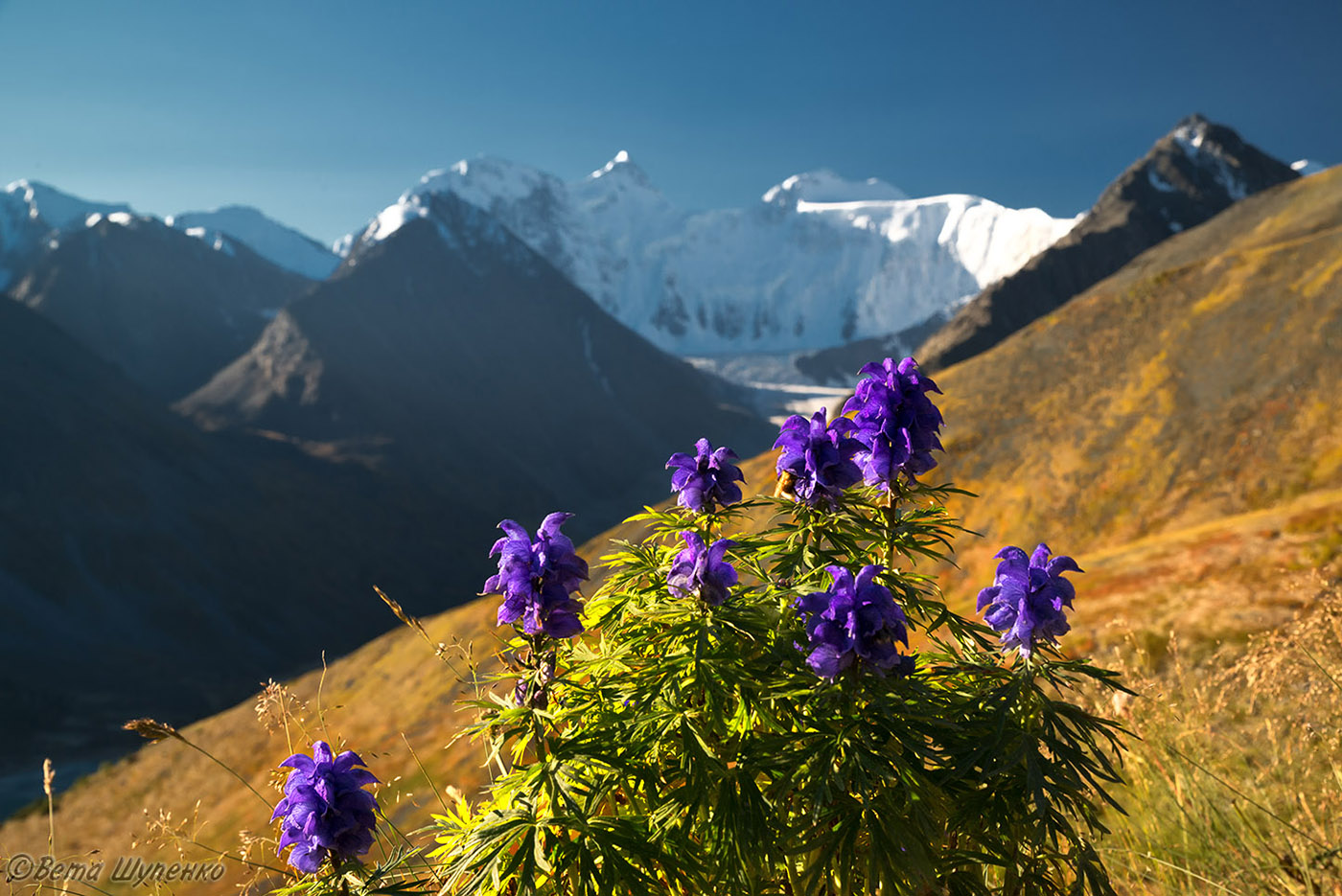 Изображение особи Aconitum chasmanthum.