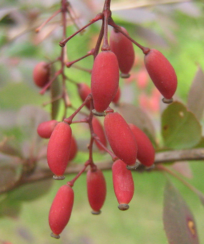 Image of Berberis &times; ottawensis specimen.