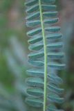 Astragalus atrovinosus