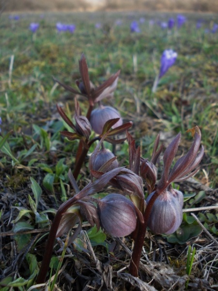 Image of Helleborus purpurascens specimen.