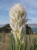 Asphodeline taurica