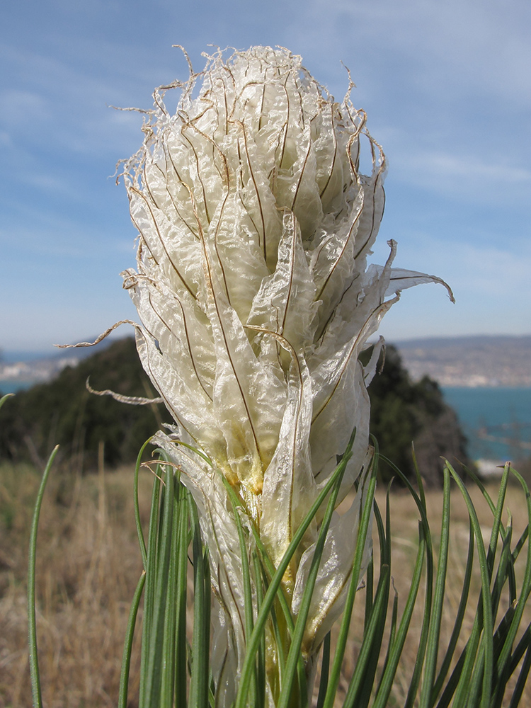 Изображение особи Asphodeline taurica.