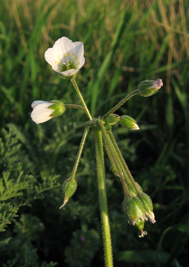 Image of Holosteum glutinosum ssp. liniflorum specimen.