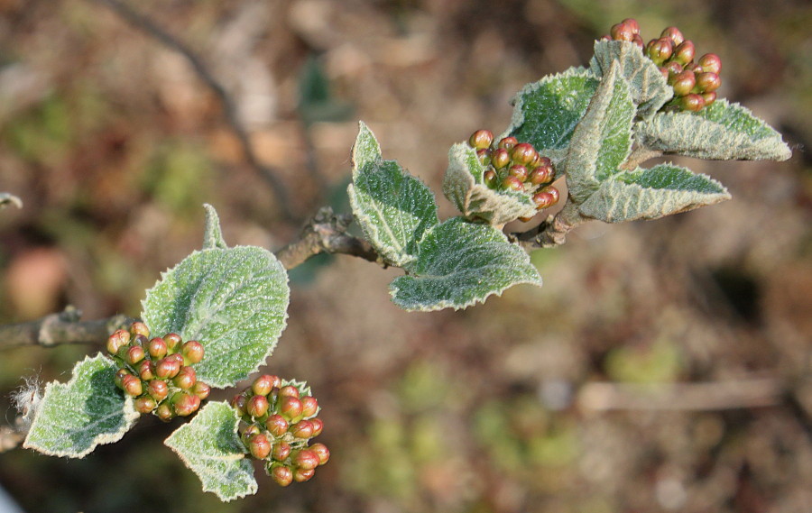 Image of Viburnum carlesii specimen.