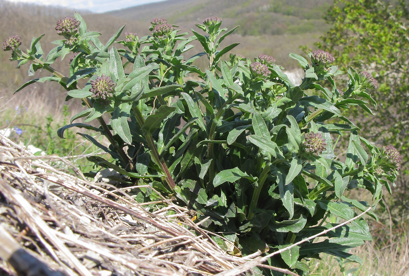 Image of Lepidium campestre specimen.