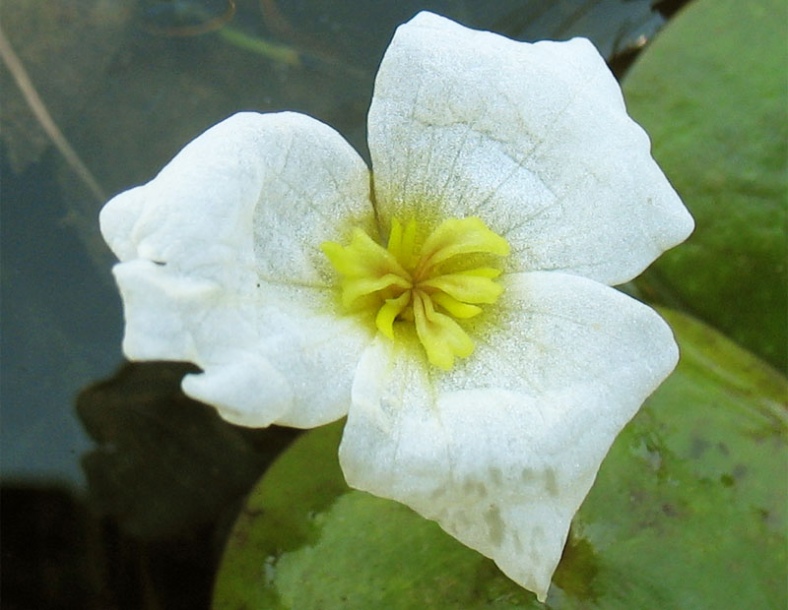 Image of Hydrocharis morsus-ranae specimen.